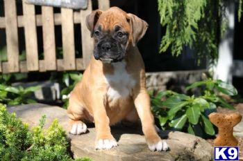 Lilac - Fawn Boxer Female